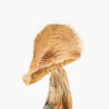 Top psilocybin mushroom strains for a transformational trip in the USA