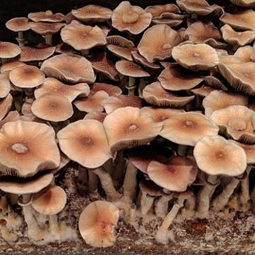 Magic mushrooms for sale online Colorado USA – DenverMagicMushroom.net