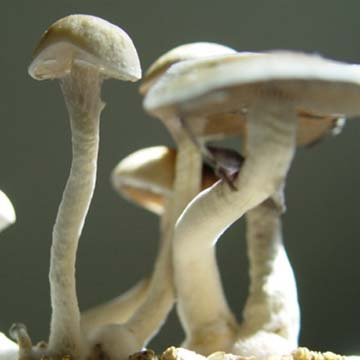 Denver artist creating colorful artwork after microdosing magic mushrooms