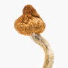 Magic mushrooms for sale online Colorado USA with discreet shipping