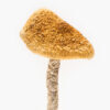 Magic Mushrooms vs LSD blotter side by side comparison – Denver Magic Mushroom
